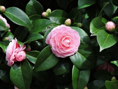 Garden Workshop | Camellia Care